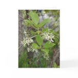 VA Wildflowers Notecard #6, Fringe Tree