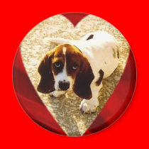 Valentine Bassett Hound magnets