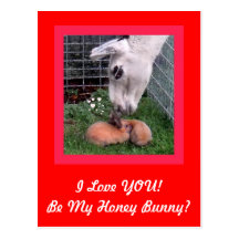 Valentine Bunny LLama Love I Love You Post Cards
