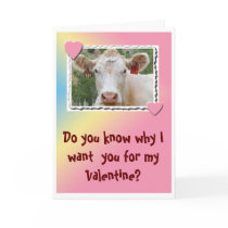 Valentine Cow-Greeting Card