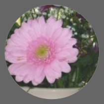 valentine flowers stickers