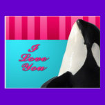 Valentine I love you orca whale postcards