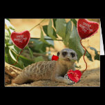 Valentine Meerkat cards