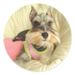 Valentine Miniature Schnauzer Round Stickers