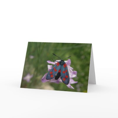 Valentine moth card by helentr