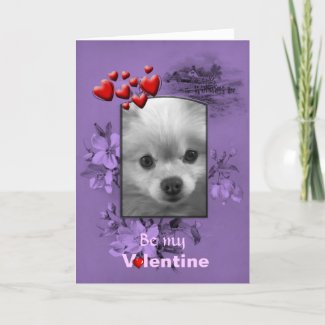 Valentine Pomeranian with Big Cute Eyes