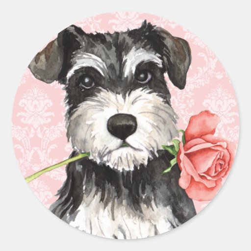 Valentine Rose Miniature Schnauzer Classic Round Sticker Zazzle