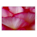 Valentine Rose Petals cards