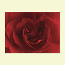 Valentine Rose Petals postcards