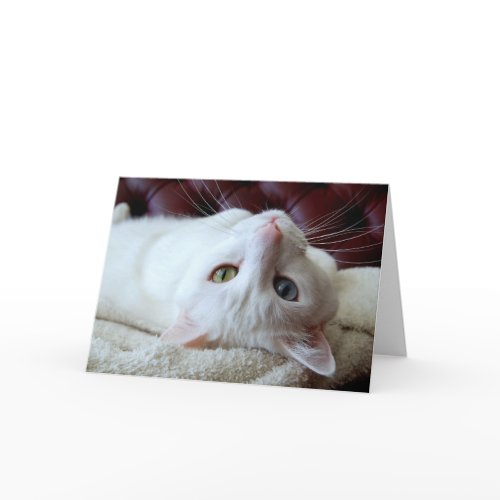 Valentine Turkish Angora Cat Odd Eyes Card card