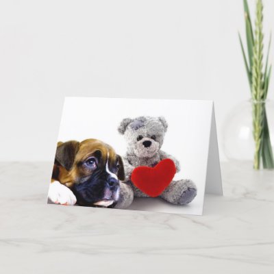 Valentine's boxer puppy and teddy bear