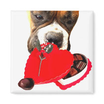 Valentine's Day Boxer with chocolates magnet