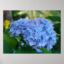Valentine's Day gifts Hydrangea Art Prints Framed