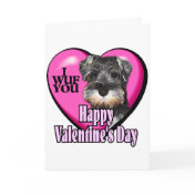 Valentine's Day Miniature Schnauzer