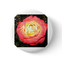 Valentines day roses buttons