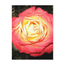 Valentines day roses postcards