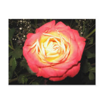 Valentines day roses postcards