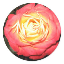 Valentines day roses stickers