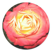 Valentines day roses stickers