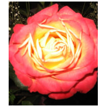 Valentines day roses t-shirts