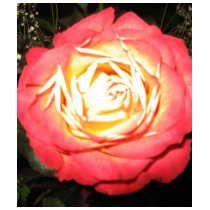 Valentines day roses t-shirts