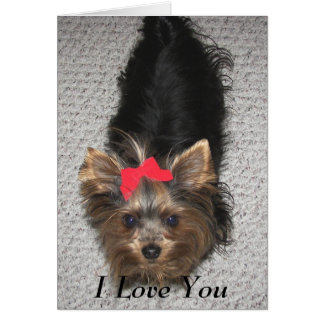 valentines day card yorkie