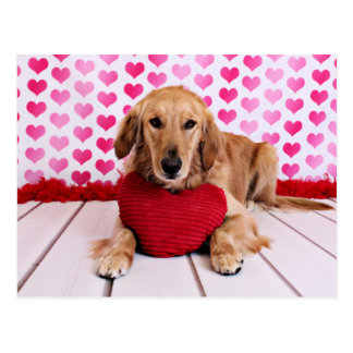 Golden Retriever Valentine Cards | Zazzle
