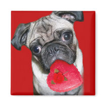 Valentines pug magnet