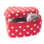 Valentines rats in a heartbox stickers