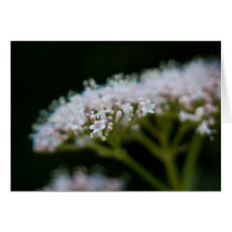 Valerian cards