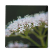 Valerian magnets