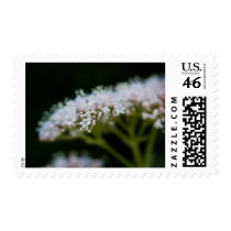 Valerian stamps
