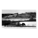 Valley Horses posters by Paucey Valley Horses posters
