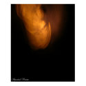 Vampire Bat posters by Spectralvisions Vampire Bat posters