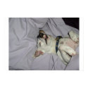Vampire Dog posters by jonesn207 Vampire Dog posters