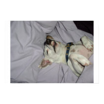 Vampire Dog posters