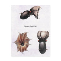 Vampire Squid Postcard