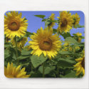 Van Gogh in Provence Mousepad by PixDezines Van Gogh in Provence Mousepad