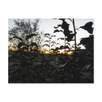 van gogh in wisconsin postcards