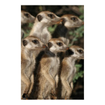 Van Helsing meerkats Poster posters by fkmp_store Van Helsing meerkats Poster posters