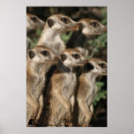 Van Helsing meerkats Poster posters