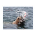 Vancouver Island Postcard