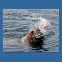 Vancouver Island Postcard postcards