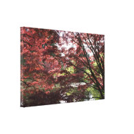 Vancouver Van Dusen Garden, Japanese Maple. Gallery Wrap Canvas