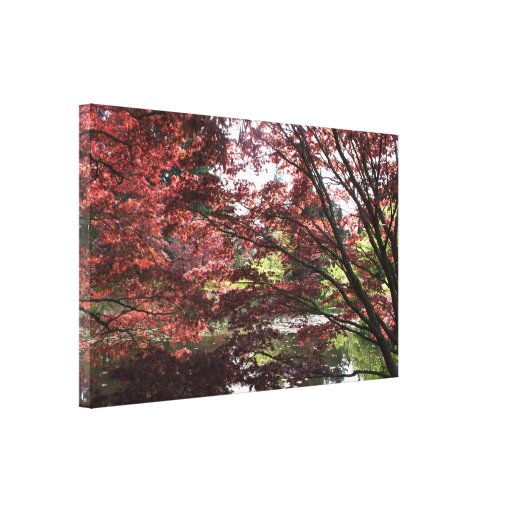 Vancouver Van Dusen Garden, Japanese Maple. Gallery Wrap Canvas