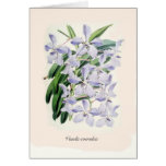 flower, botanical, flora, exotic, orchid, art,
