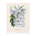 Vanda coerulea post card
