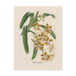 Vanda insignis postcard