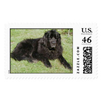 Vanda postage by rusrarity Vanda postage