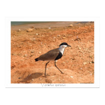 Vanellus spinosus -white frame posters